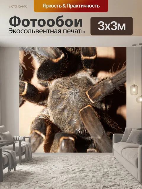Фотообои тарантул паук брахипельма кузнец