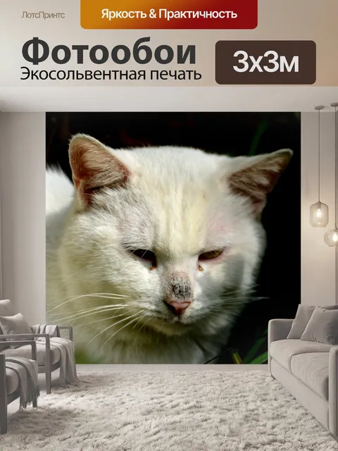Фотообои Белый кот
