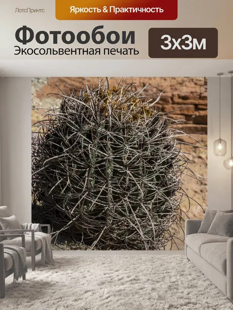 Фотообои Бочка кактус
