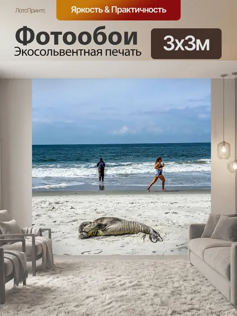 Фотообои Тюлень
