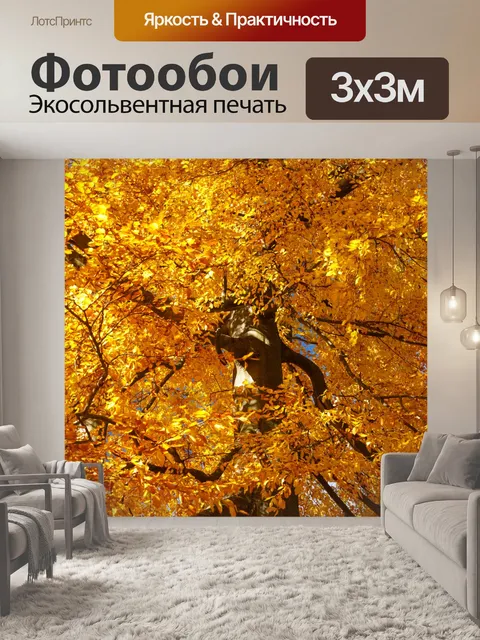 Фотообои Бук осенью