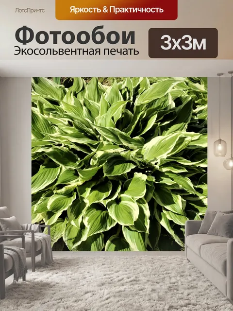 Фотообои Зеленый и белый хоста крупным планом