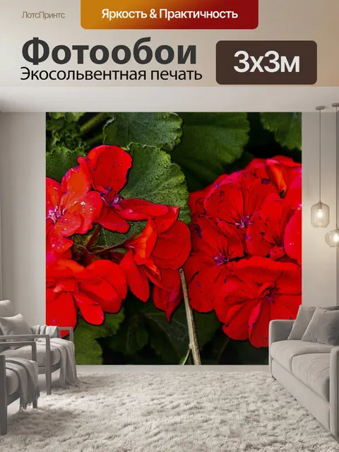 Фотообои Красный цветок герани Баннер