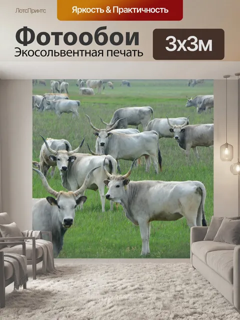 Фотообои Венгерский серый крупного рогатого скота