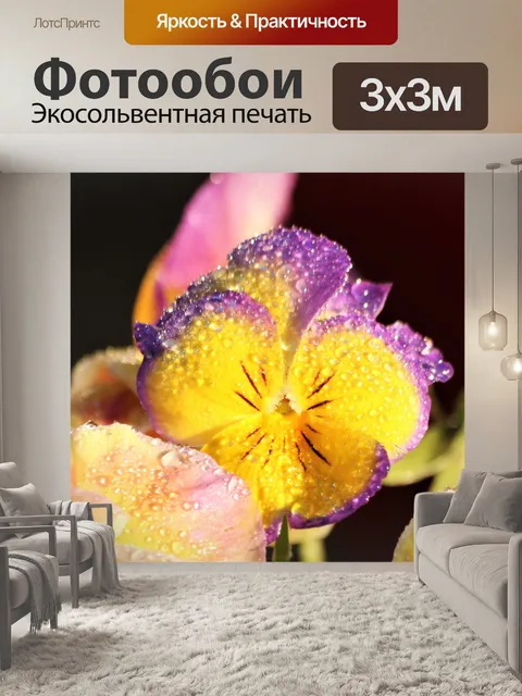 Фотообои Разноцветные анютины глазки и роса