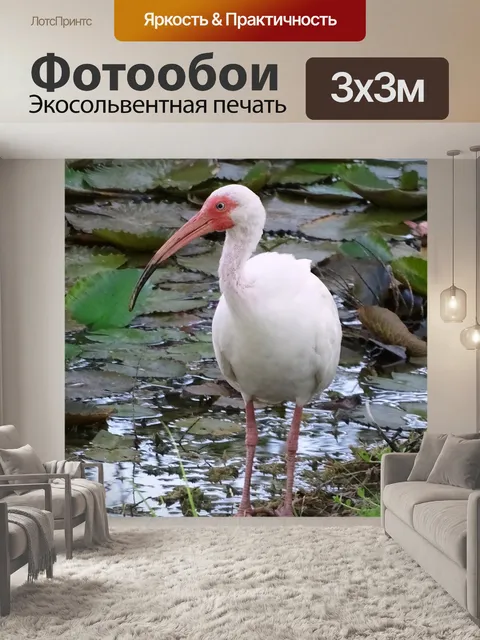 Фотообои Ибис