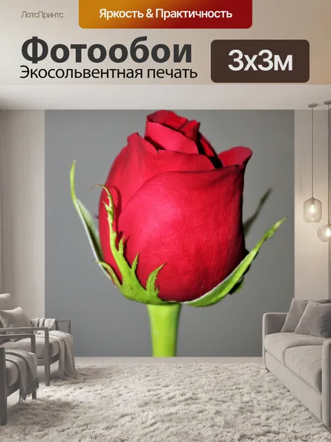 Фотообои Красная роза бутон крупным планом