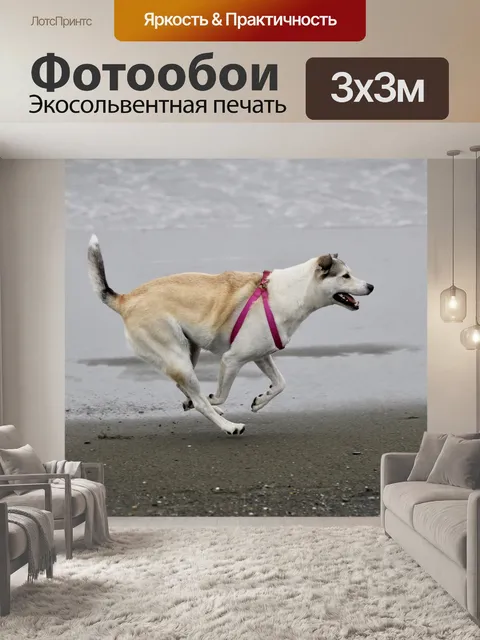 Фотообои Собака