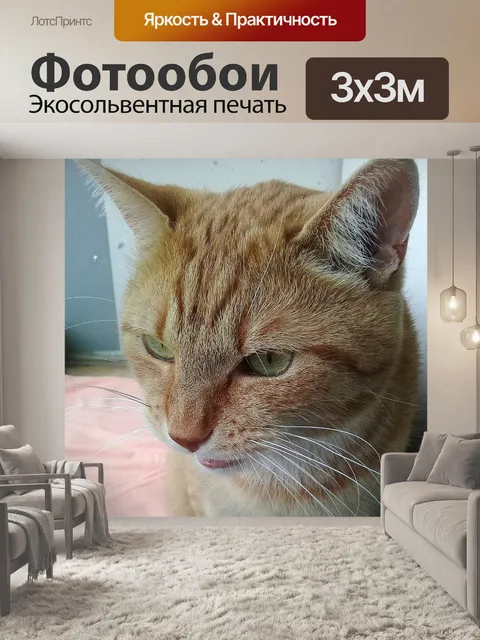 Фотообои Кот