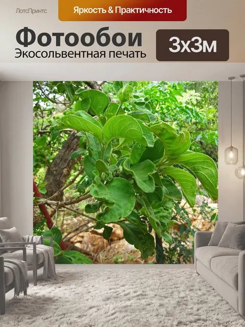 Фотообои большие листья на африканской мушмуле