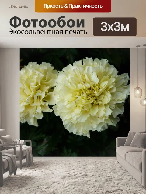 Фотообои Бархатцы