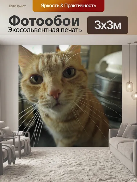 Фотообои Кот