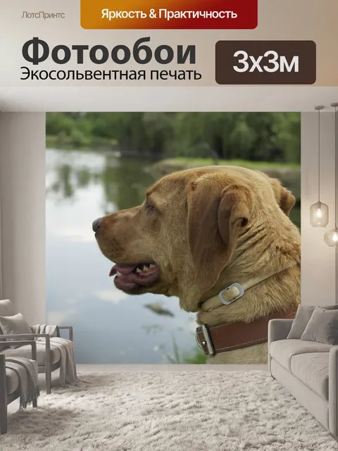 Фотообои Собака