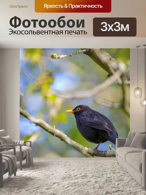 Фотообои Блэкберд Турдус Мерула