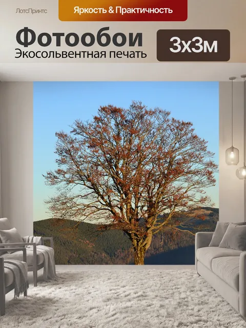 Фотообои Черный лес