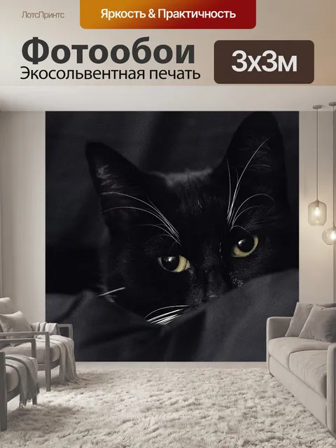 Фотообои Черно-белый кот