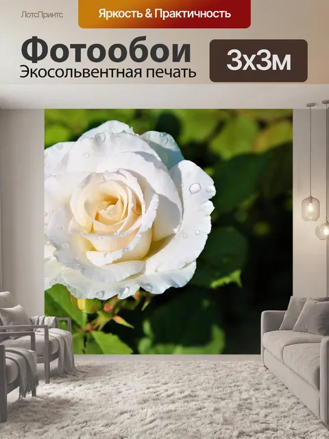 Фотообои Rose