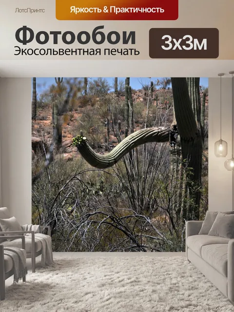 Фотообои Сагуаровые цветы кактусов