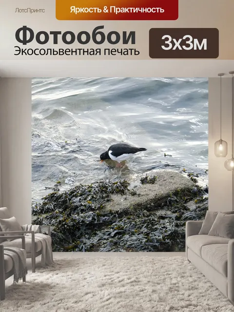 Фотообои Двухцветная птица, устричник