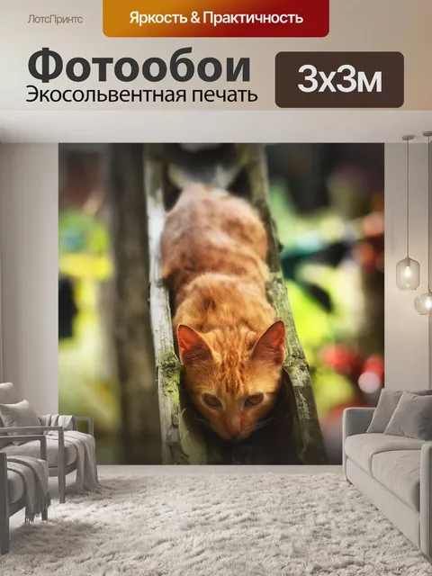 Фотообои Кот