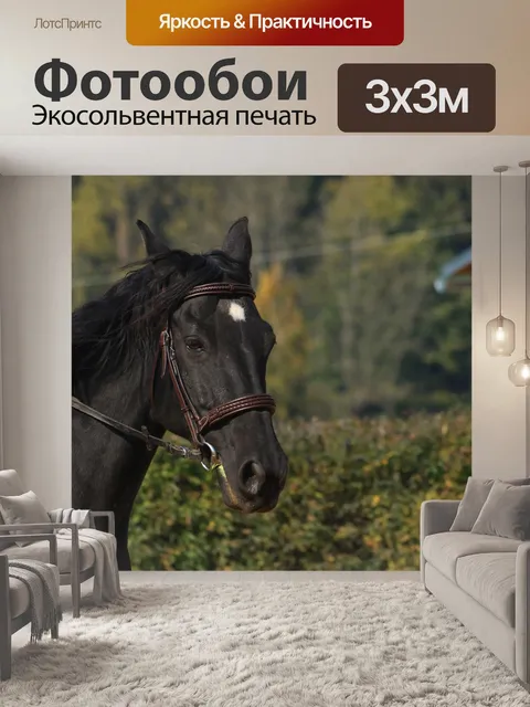 Фотообои Черный конь