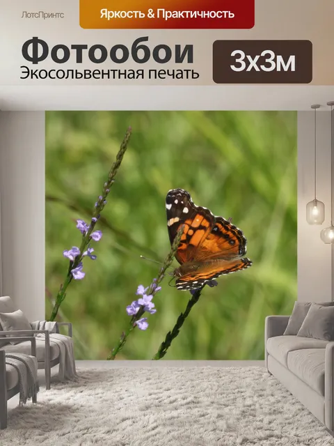 Фотообои Американская леди бабочка 2