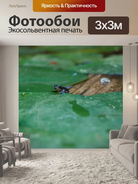 Фотообои Лягушка