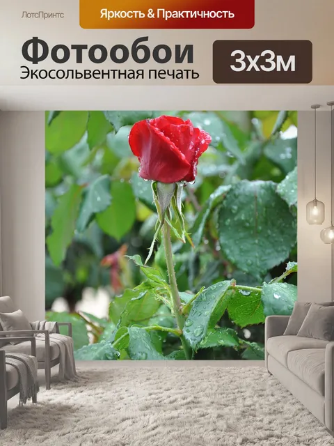 Фотообои Красная роза