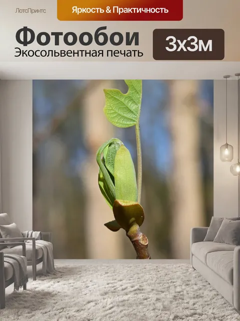 Фотообои Тюльпанное дерево дерево