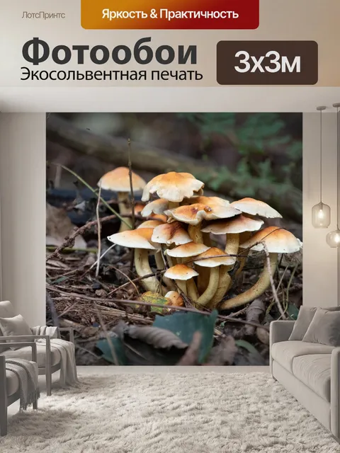 Фотообои Грибы, грибок