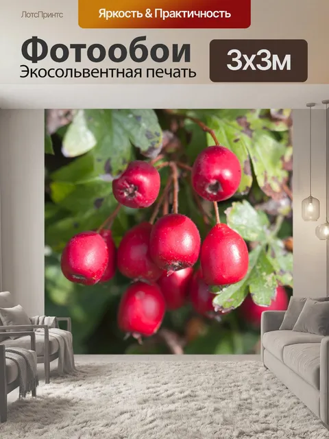Фотообои Красные ягоды Макро