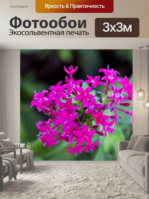 Фотообои Роза