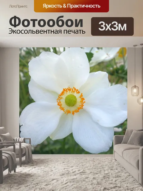 Фотообои Анемон