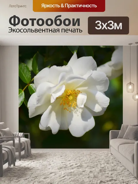 Фотообои Розовый