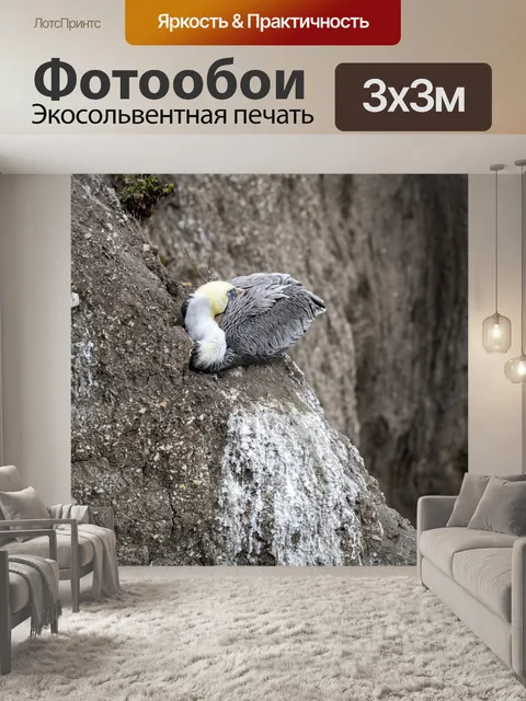 Фотообои пеликан