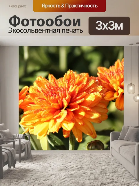 Фотообои Оранжевые хризантемы и роса