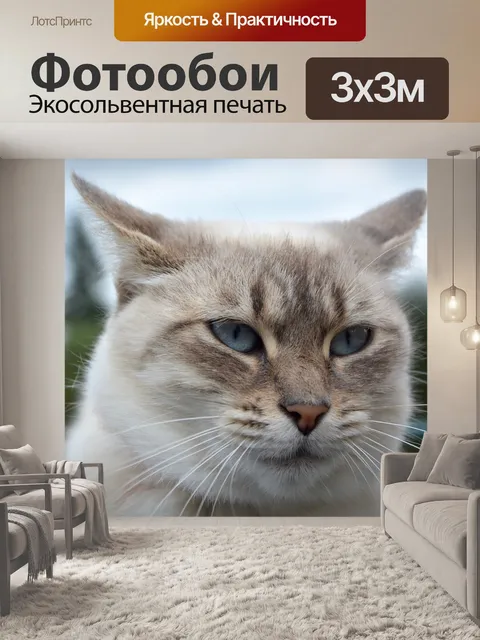 Фотообои Кошка