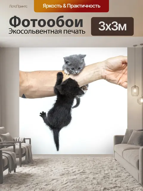 Фотообои Котенок