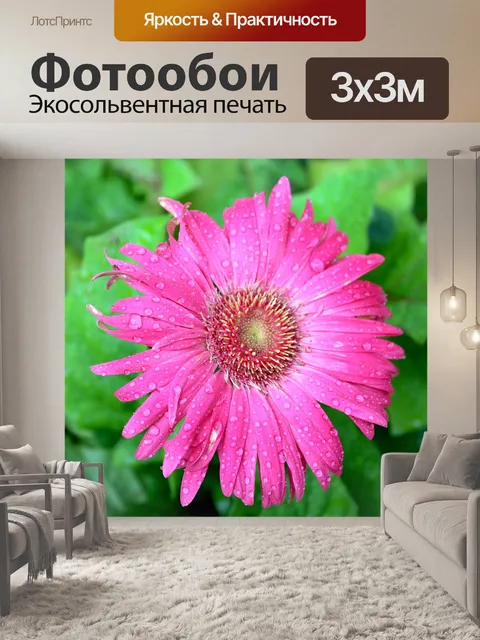 Фотообои Розовый гербер ромашки