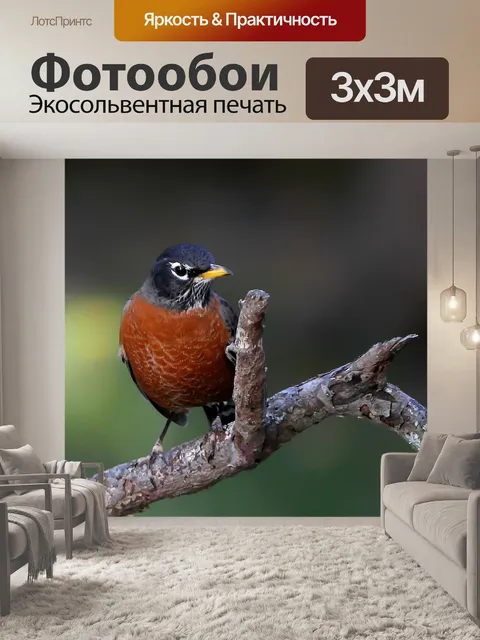 Фотообои Робин