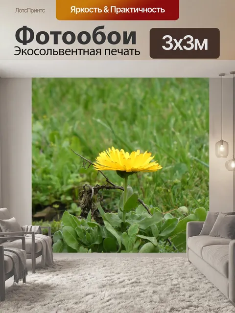 Фотообои Цветочная разновидность герберы