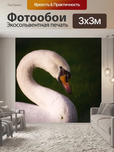 Фотообои Лебедь
