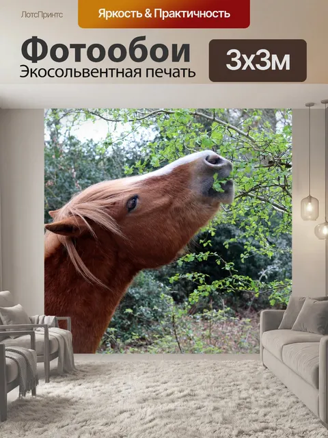 Фотообои Лошадь