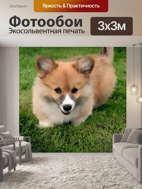 Фотообои Вельш корги