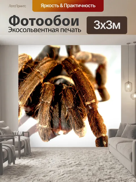 Фотообои тарантул паук брахипельма кузнец