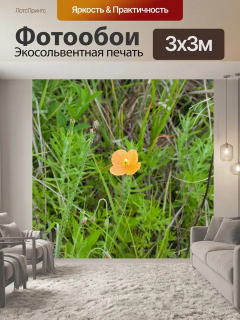 Фотообои светло-оранжевый исландский цветок мака