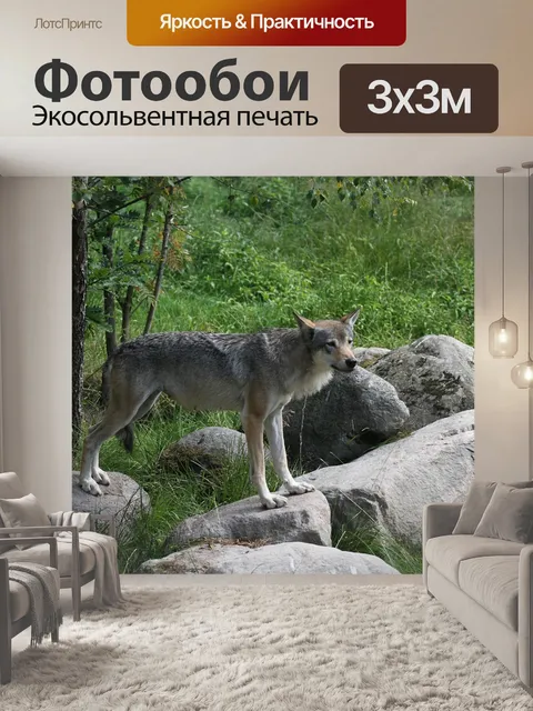 Фотообои Волк