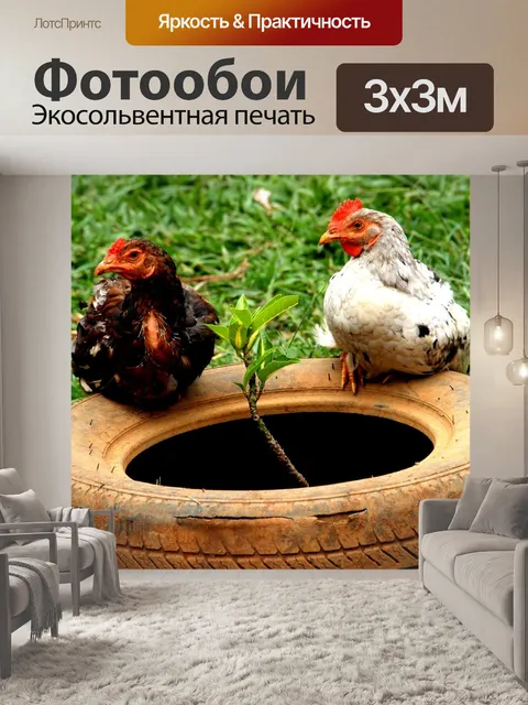 Фотообои Куры