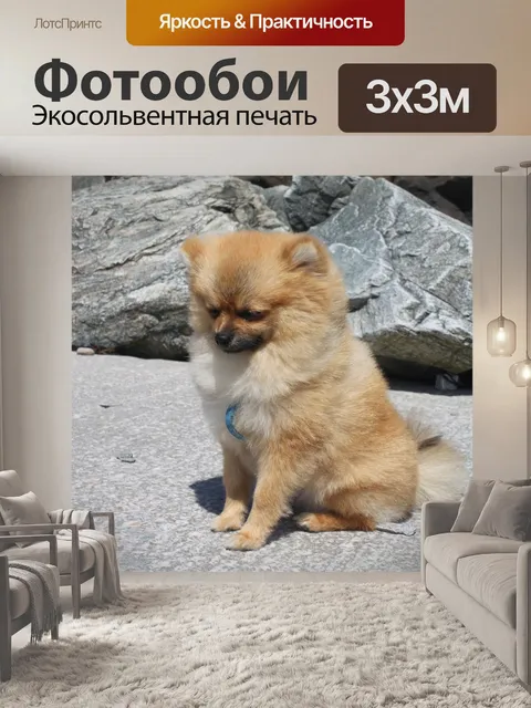 Фотообои Миниатюрный шпиц