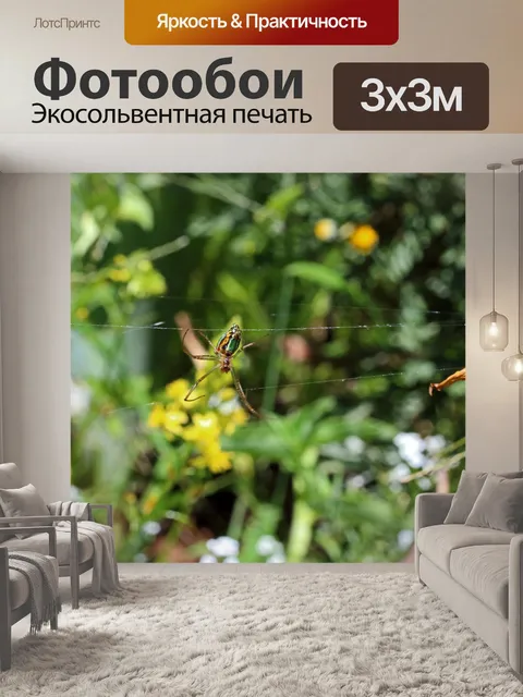 Фотообои Серебряный болотный паук в саду